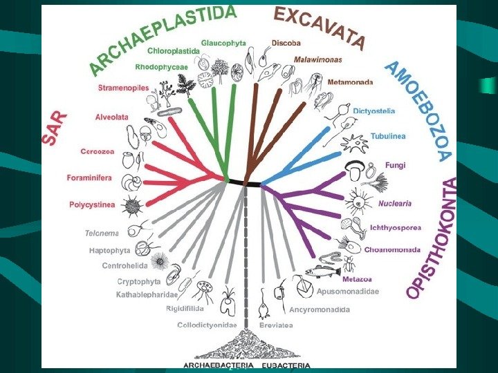 1. Тип Пластинчасті – Placozoa 2. Тип Губки – Spongia 3. Тип Кишковопорожнинні –