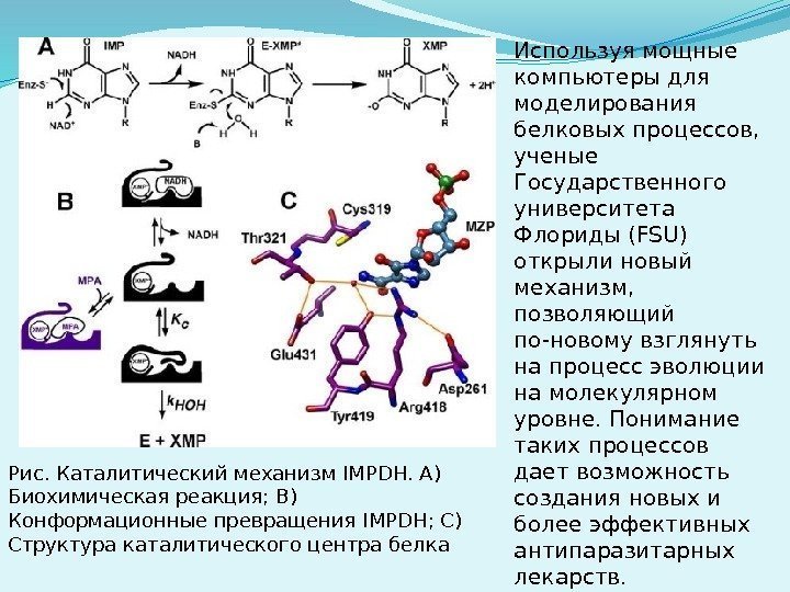 Рис. Каталитический механизм IMPDH. А) Биохимическая реакция; В) Конформационные превращения IMPDH; С) Структура каталитического