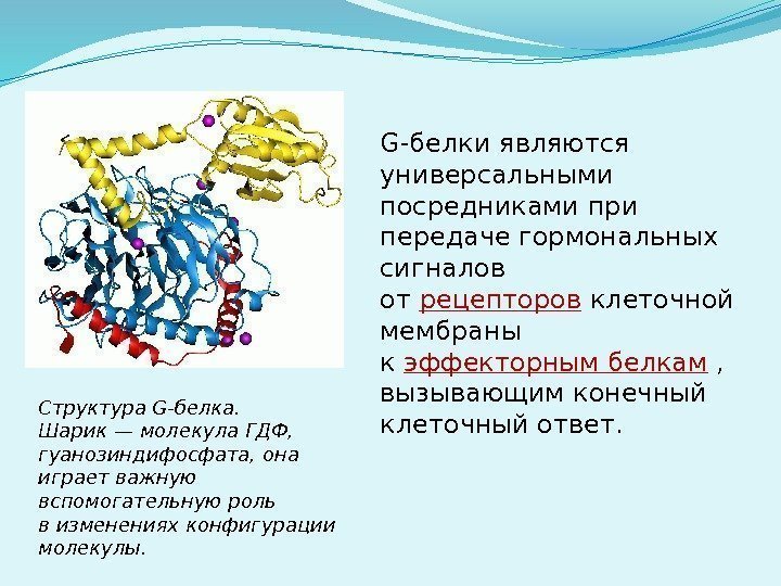 G-белки являются универсальными посредниками при передаче гормональных сигналов от рецепторов клеточной мембраны к эффекторным