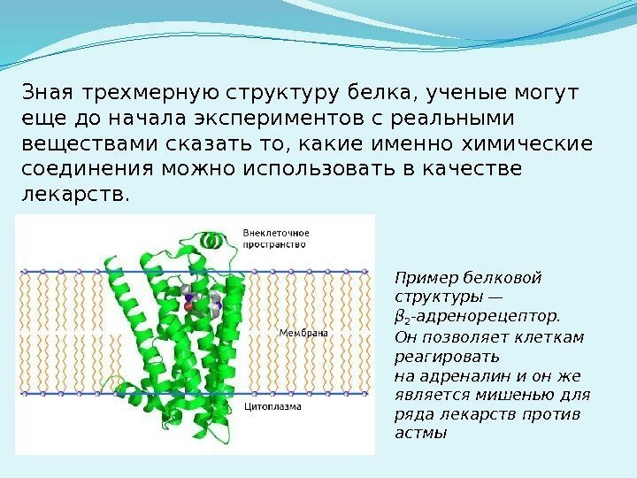 Пример белковой структуры— β 2 -адренорецептор.  Онпозволяет клеткам реагировать наадреналин ионже является мишенью
