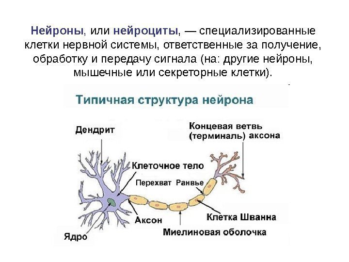 Нейроны ,  или нейроциты , — специализированные клетки нервной системы, ответственные за получение,