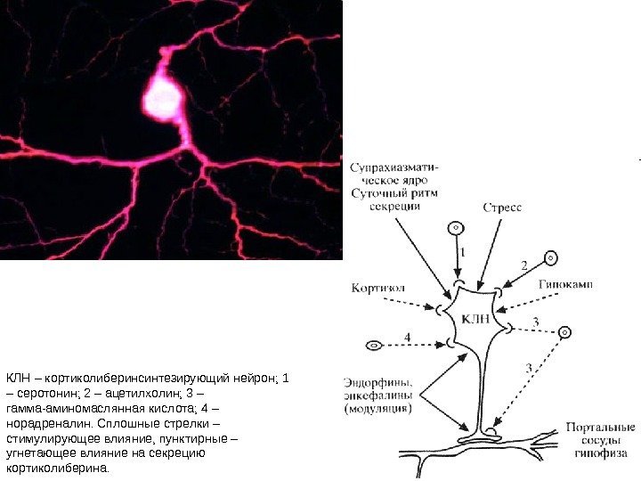 КЛН – кортиколиберинсинтезирующий нейрон; 1 – серотонин; 2 – ацетилхолин; 3 – гамма-аминомаслянная кислота;