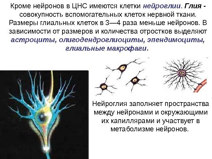 Кроме нейронов в ЦНС имеются клетки нейроглии.  Глия -  совокупность вспомогательных клеток