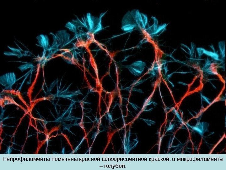 Нейрофиламенты помечены красной флюорисцентной краской, а микрофиламенты – голубой. 