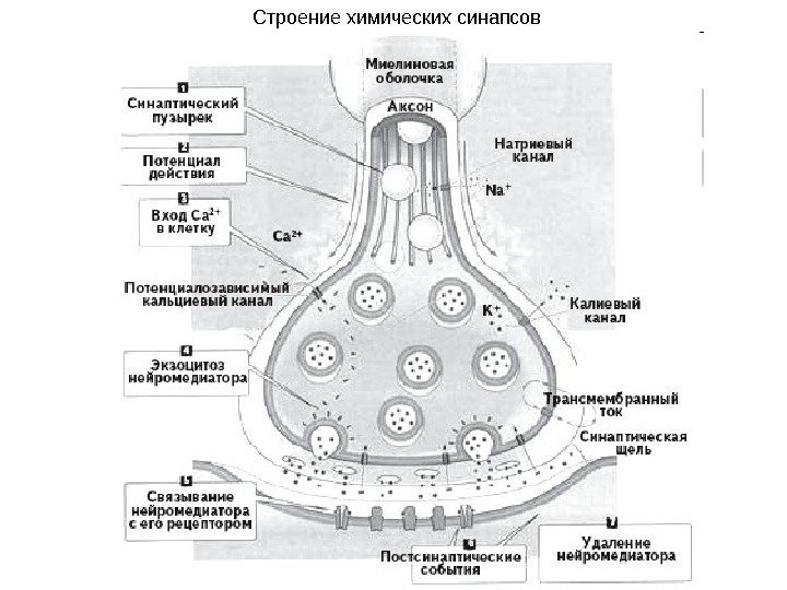 Обои аксон кострома