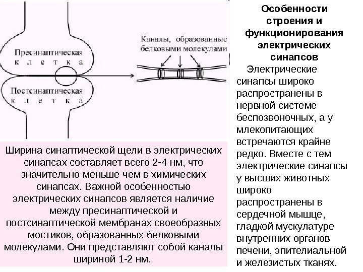 Схема электрического синапса