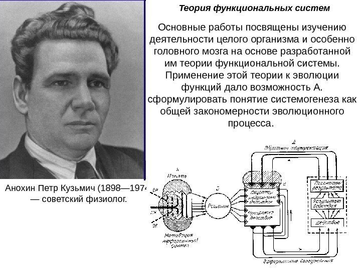   Анохин Петр Кузьмич (1898— 1974) — советский физиолог. Теория функциональных систем 