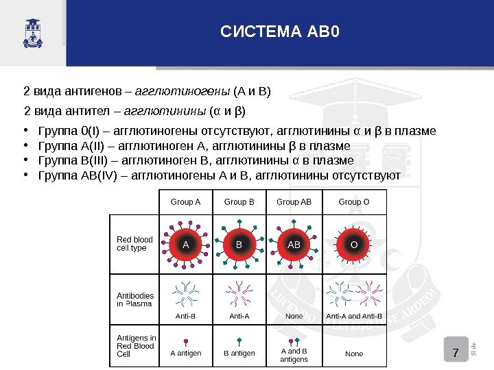 СИСТЕМА AB 0 2 вида антигенов – агглютиногены (A и B) 2 вида антител