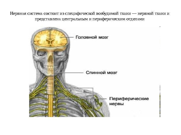  Нервная система состоит из специфической возбудимой ткани — нервной ткани и представлена центральным