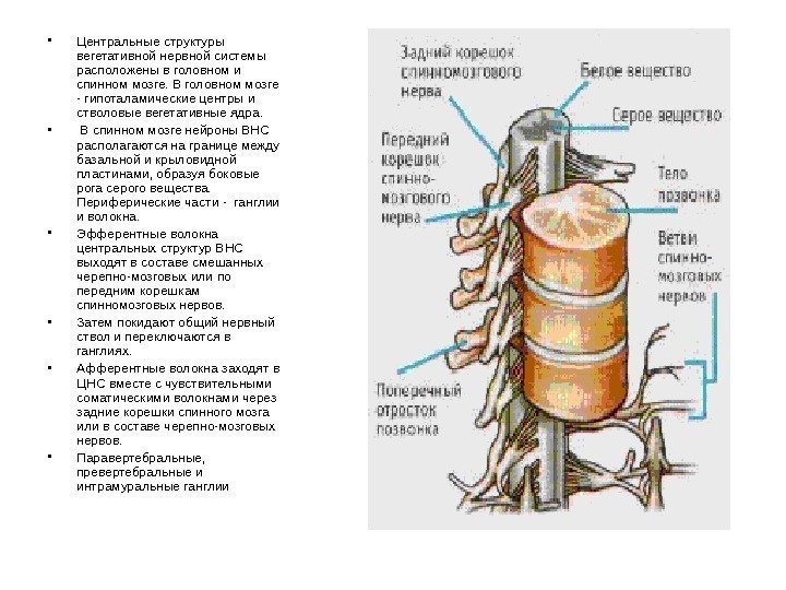  • Центральные структуры вегетативной нервной системы расположены в головном и спинном мозге. В