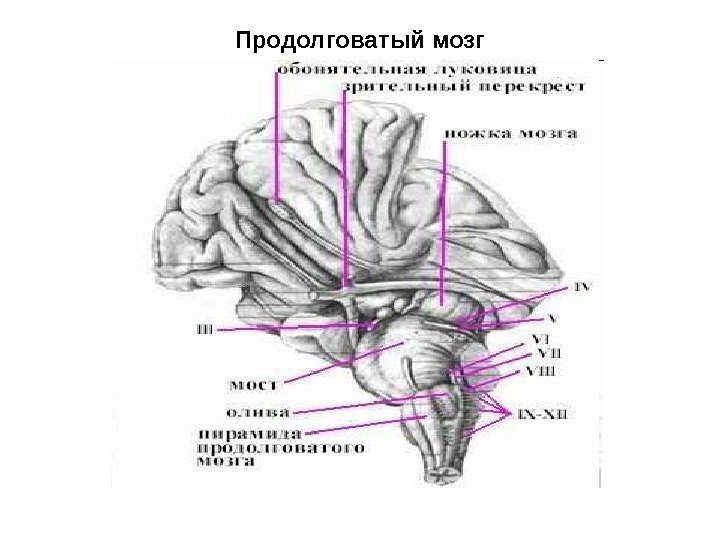  Продолговатый мозг 