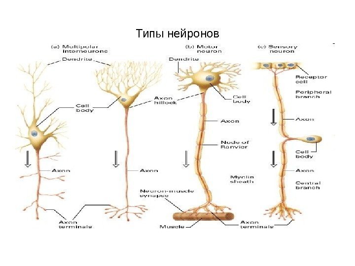  Типы нейронов 
