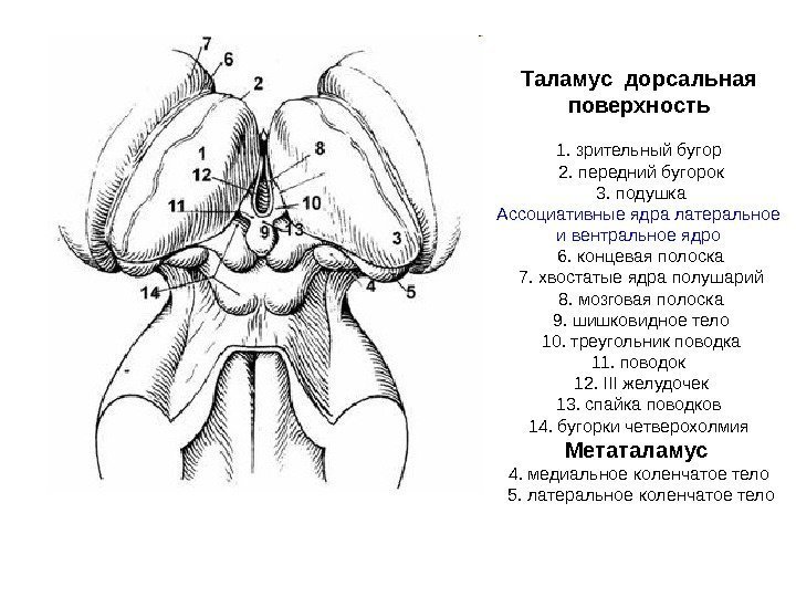  Таламус дорсальная поверхность 1. зрительный бугор 2. передний бугорок 3. подушка Ассоциативные ядра