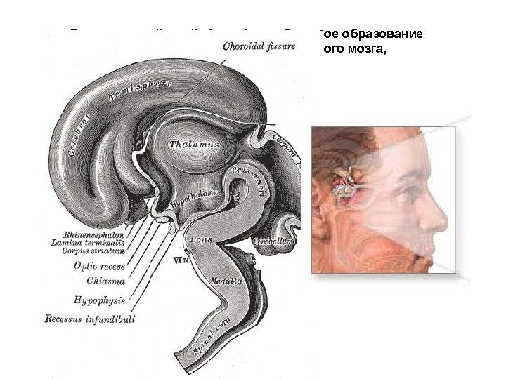  Гипоталамус ( hypothalamus ) — небольшое образование переднеижней части промежуточного мозга, 
