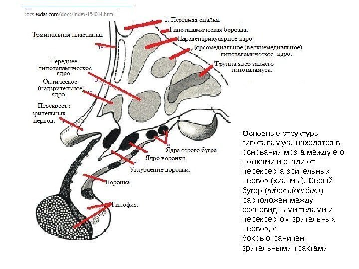  Основные структуры гипоталамуса находятся в основании мозга между его ножками и сзади от