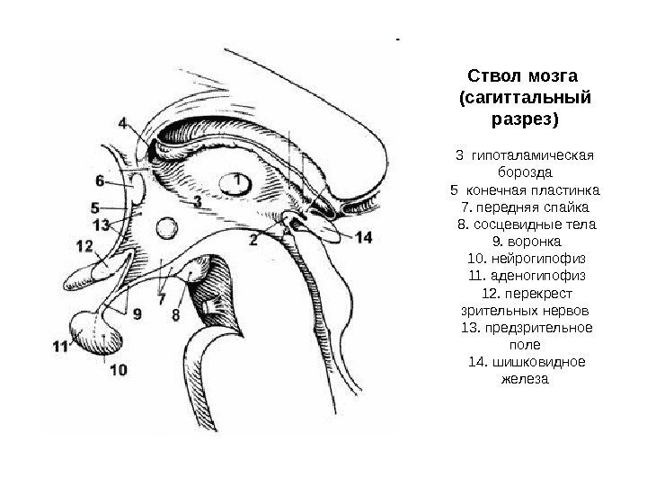  Ствол мозга (сагиттальный разрез) 3 гипоталамическая борозда 5 конечная пластинка 7. передняя спайка