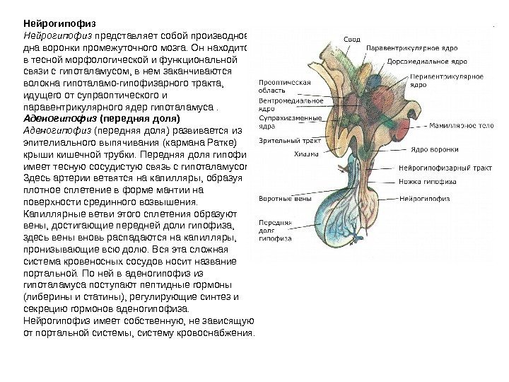  Нейрогипофиз представляет собой производное дна воронки промежуточного мозга. Он находится в тесной морфологической