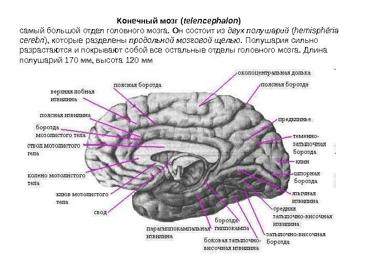  Конечный мозг ( telencephalon ) самый большой отдел головного мозга. Он состоит из