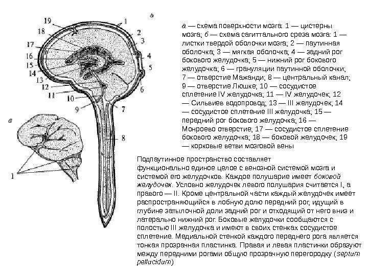  а — схема поверхности мозга: 1 — цистерны мозга;  б — схема