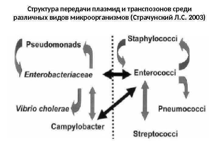 Структура передачи плазмид и транспозонов среди различных видов микроорганизмов (Страчунский Л. С. 2003) 