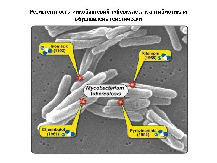 Резистентность микобактерий туберкулеза к антибиотикам обусловлена генетически 