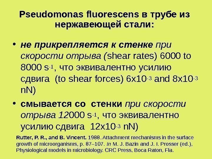 Pseudomonas fluorescens в трубе из нержавеющей стали:  • не прикрепляется к стенке при