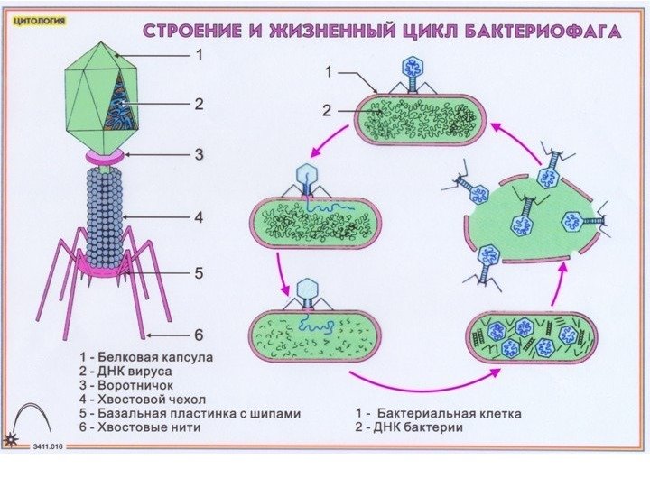 Укажите какой цифрой на изображении отмечен бактериофаг