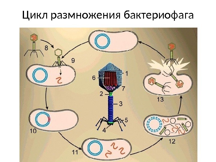 Размножение бактерий картинка