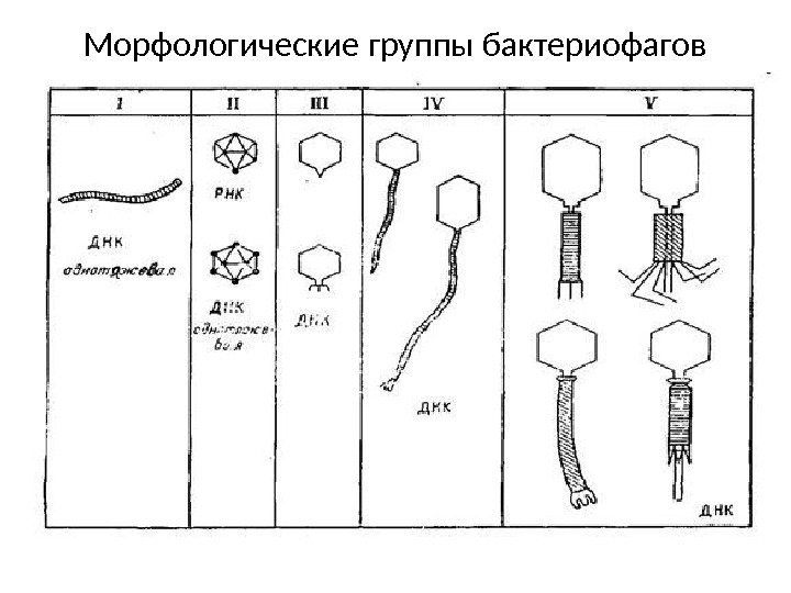 История бактериофагов