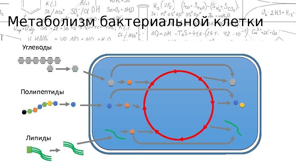 Тип обмена веществ бактерий. Метаболизм бактериальной клетки микробиология. Метаболизм микробной клетки. Обмен веществ в микробной клетке микробиология. Энергетический обмен в бактериальной клетке.