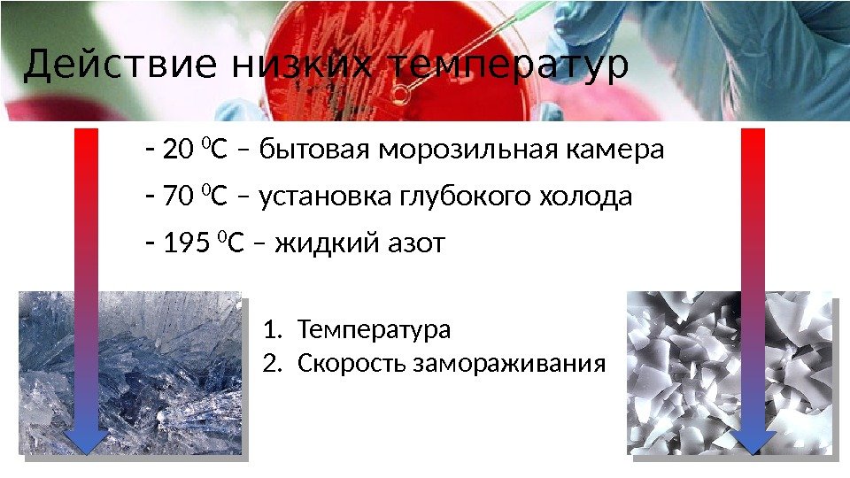 Действие низких температур - 20 0 C – бытовая морозильная камера - 70 0