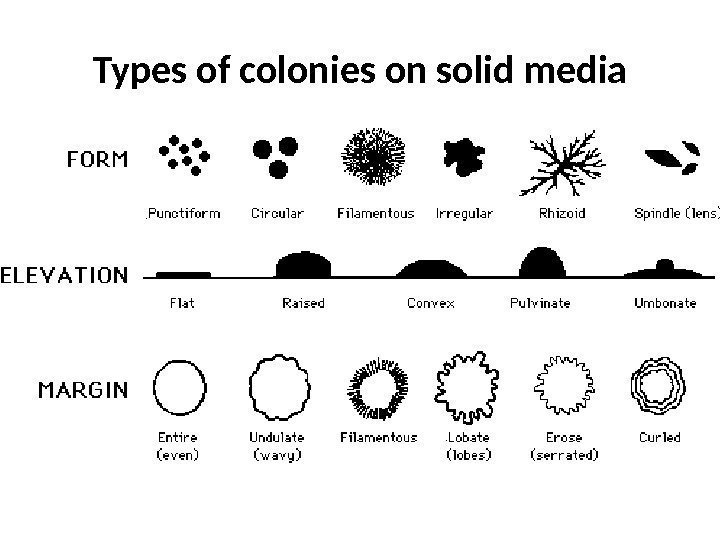 Types of colonies on solid media 