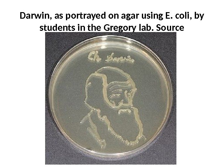 Darwin, as portrayed on agar using E. coli, by students in the Gregory lab.