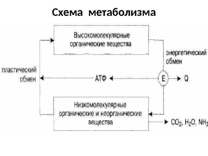 Схема метаболизма 