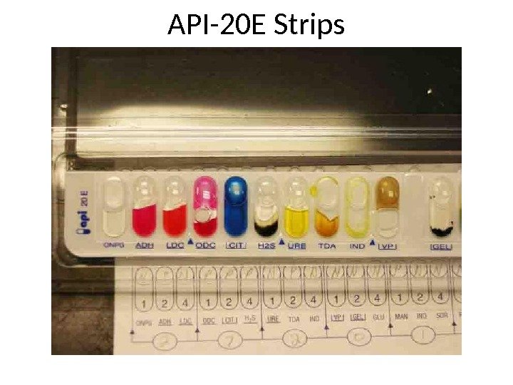 API-20 E Strips 