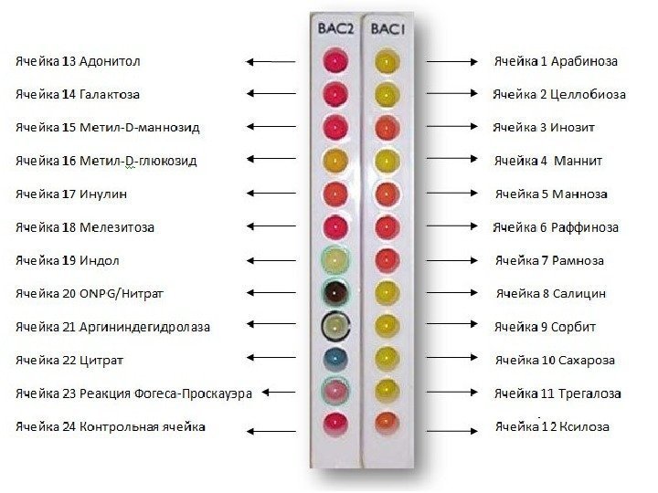 Тест-система для идентификации бацилл Микроген Bacillus-ID (MID-66) 