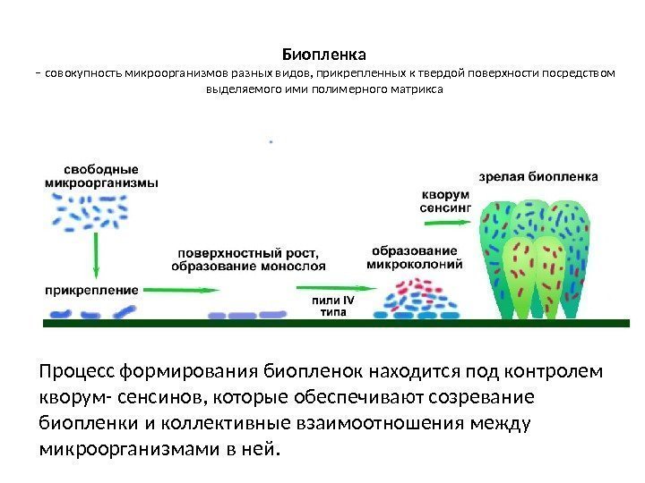Биопленка – совокупность микроорганизмов разных видов, прикрепленных к твердой поверхности посредством выделяемого ими полимерного