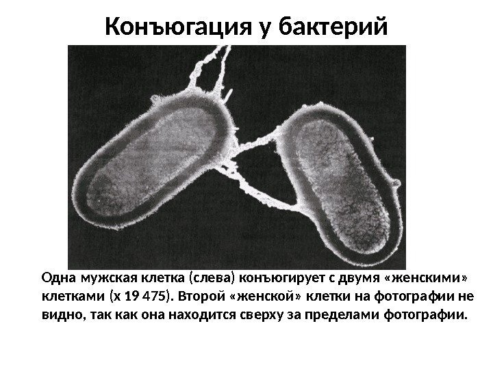  Конъюгация у бактерий Одна мужская клетка (слева) конъюгирует с двумя «женскими»  клетками