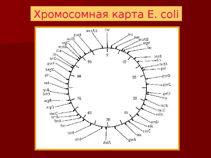 Хромосомная карта E. coli 