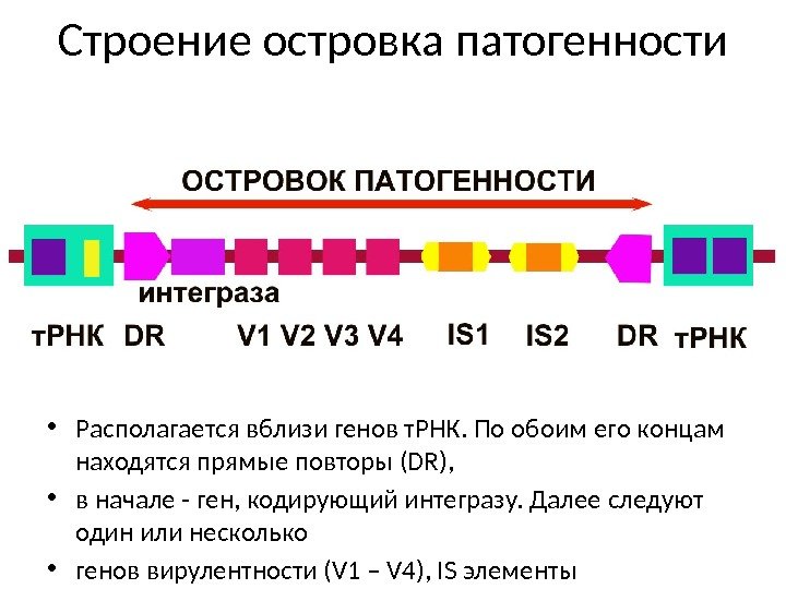 Строение островка патогенности • Располагается вблизи генов т. РНК. По обоим его концам находятся