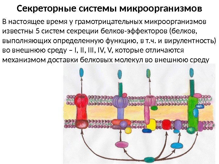 Секреторные системы микроорганизмов В настоящее время у грамотрицательных микроорганизмов известны 5 систем секреции белков-эффекторов