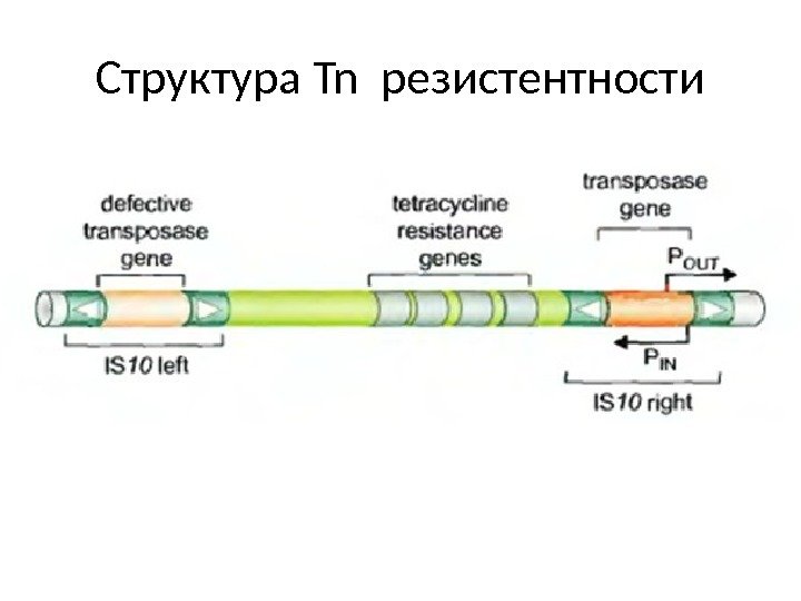 Структура Tn резистентности 