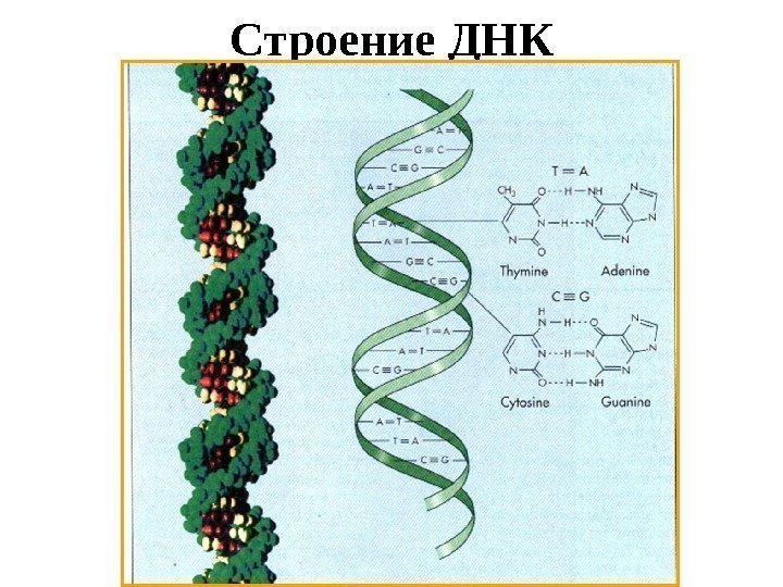 Строение ДНК 