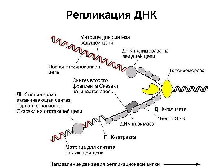 Репликация ДНК 