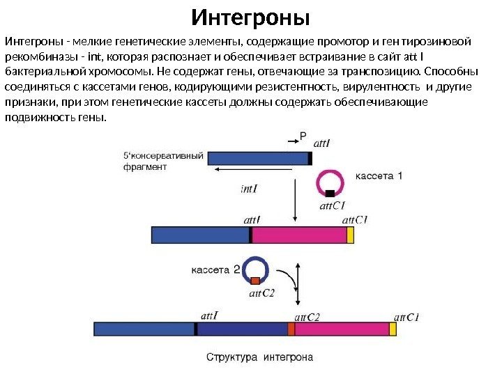 Интегроны - мелкие генетические элементы, содержащие промотор и ген тирозиновой рекомбиназы - int, которая