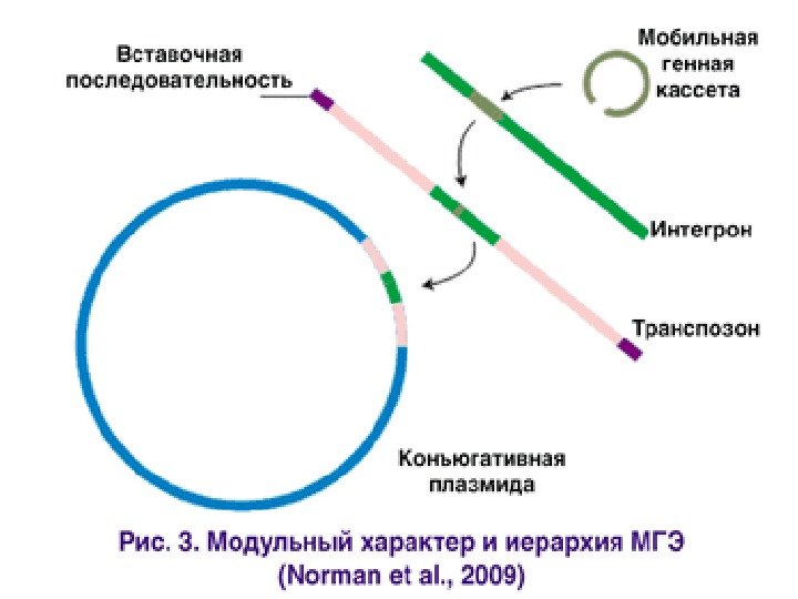 Вирус бактерия или плазмида несущая встроенный фрагмент. Конъюгативные плазмиды. Ф плазмида. Конъюктивные плазмиды. Плазмиды и транспозоны.
