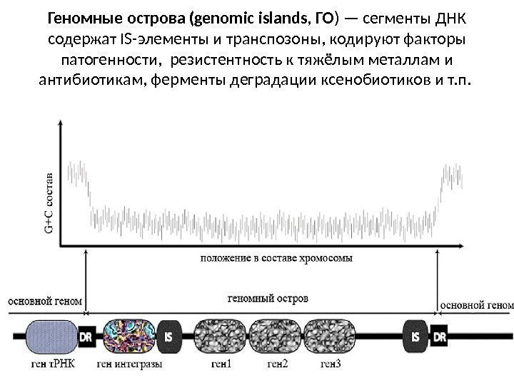Геномные острова (genomic islands, ГО ) — сегменты ДНК содержат IS-элементы и транспозоны, кодируют