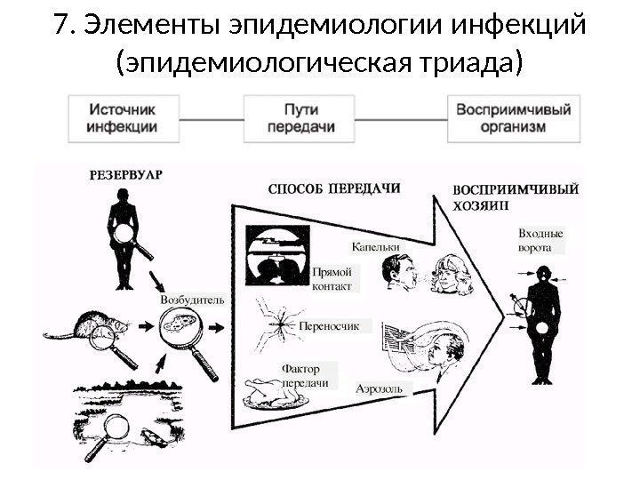 7. Элементы эпидемиологии инфекций (эпидемиологическая триада) 