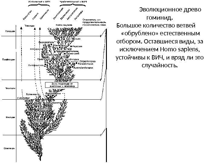     Эволюционное древо гоминид.  Большое количество ветвей   «обрублено»