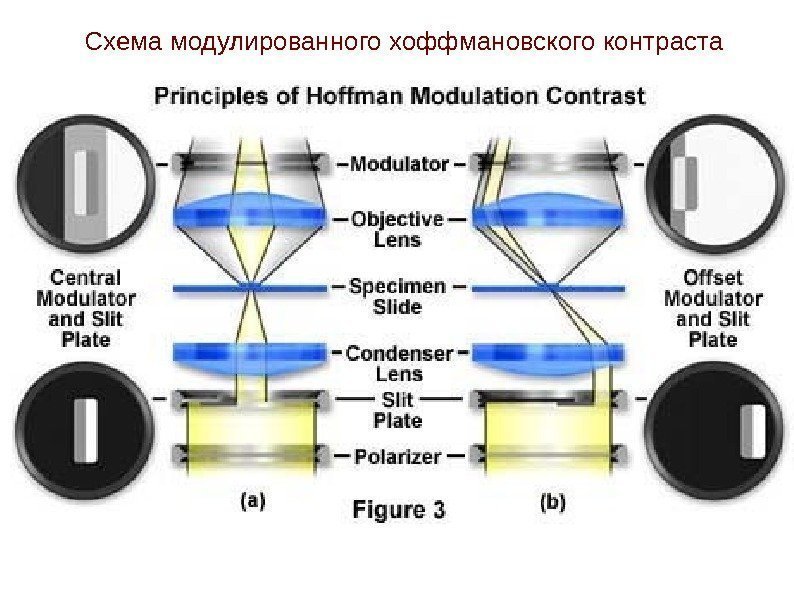   Схема модулированного хоффмановского контраста 